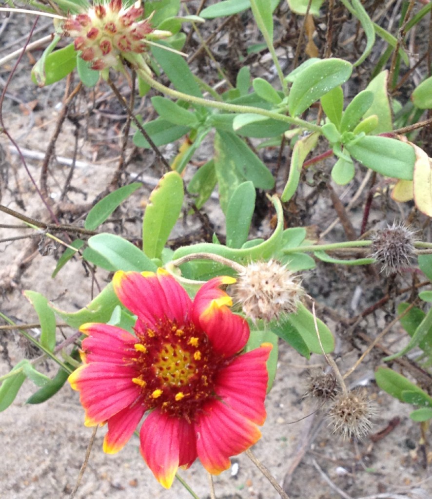 Red Flower in Dunes - Needs ID?