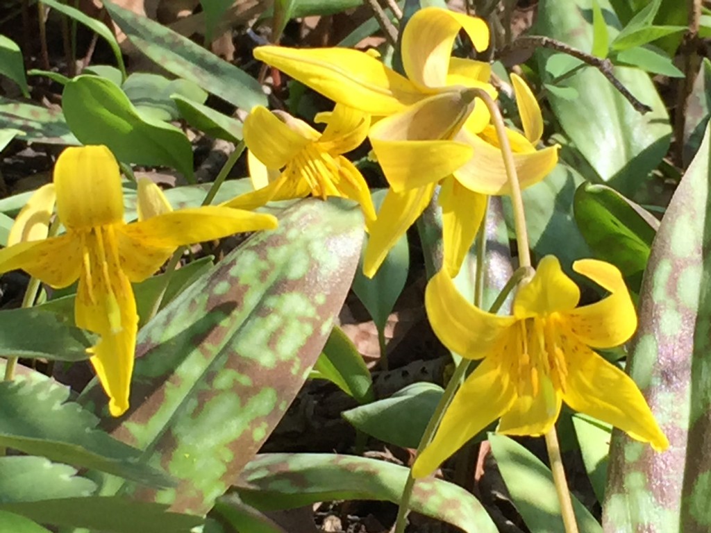 Yellow Trout Lily 5939 